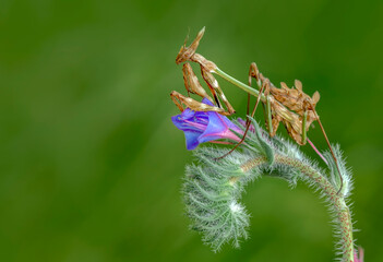 Close up of pair of Beautiful European mantis ( Mantis religiosa )