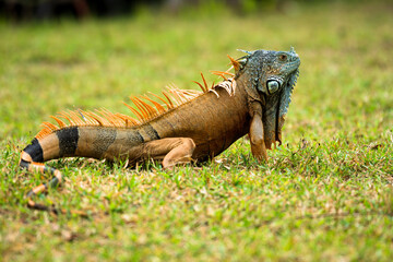 Male American iguana changing colors in mating season - Iguana iguana herbivore reptile