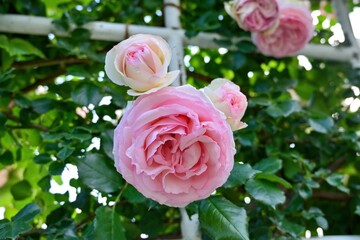 ひっそりと咲く満開のピンクのバラ