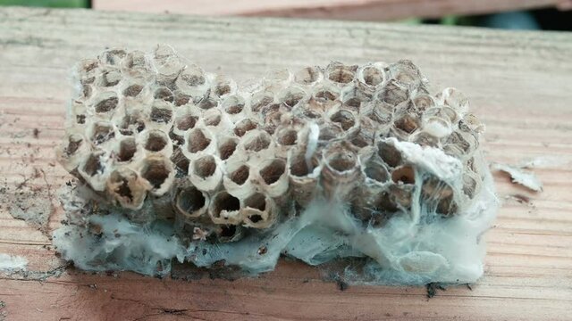 pulling off old wasp nest
