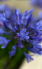 Fototapeta na wymiar close up of a blue flower