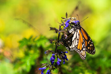 Monarch butterfly pollinating flower in  the Butterfly Biosphere Reserve in Mexico