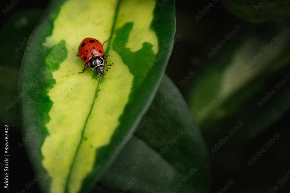 Wall mural ladybug on green leaf