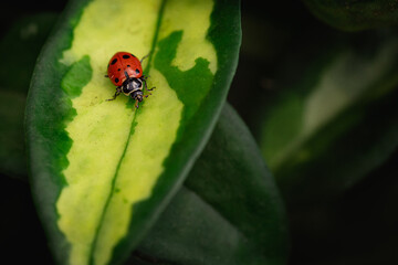 ladybug on green leaf