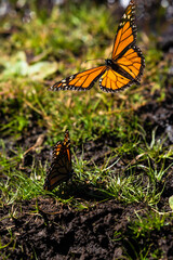 Monarch butterfly captured in flight with outstretched wings and another monarch perched in the muddy grass in the Butterfly Biosphere Reserve in Mexico