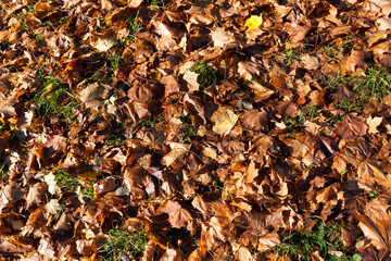 Dry foliage fallen