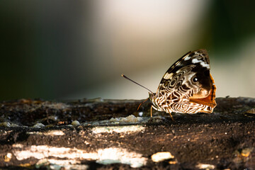 Macro photograph of a cryptic butterfly from the Hamadryas family with beautiful wings and its proboscis out  eating resing
