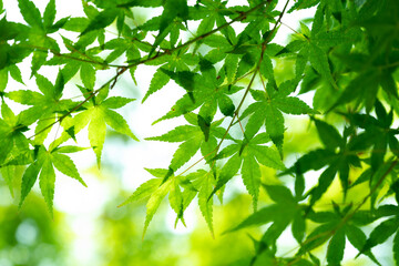 green leaves in the sun