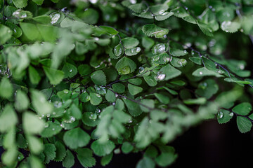 Fern After Rain
