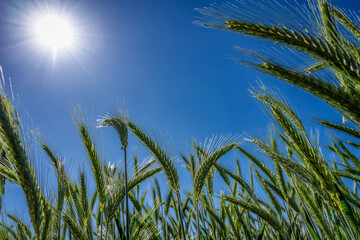 Ähren im Getreidefeld mit Sonne und blauen Himmel