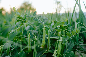 Green pea pods grow in a garden at sunset