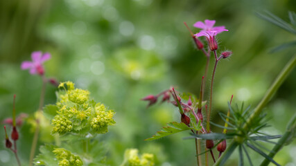 Wildblumen