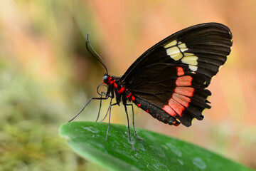 Beautiful  heliconius  butterfly  sitting on flower in a summer garden