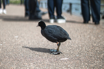 Small black bird, common coot, standing on asphalt among humans feet