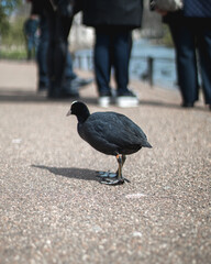Small black bird, common coot, standing on asphalt among humans feet