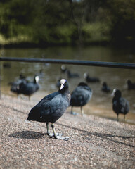 A group of common coot birds on a lake in a park in London