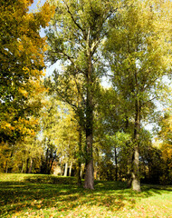 Naklejka premium autumn landscape with maple