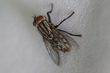 mosquito sucking blood
