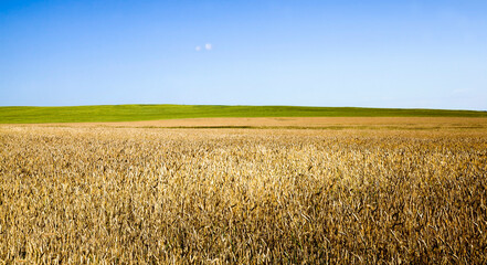agricultural field with yellowed wheat