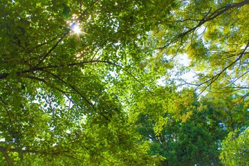 Fototapeta premium 風景