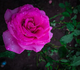 pink rose with water drops
