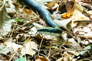 Fototapeta premium Black Snake