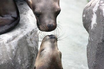 Focas muy cerca de darse un beso
