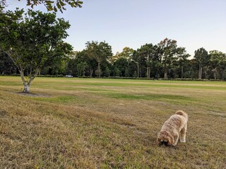 Afternoon in the park