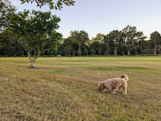 Cavoodle in the park