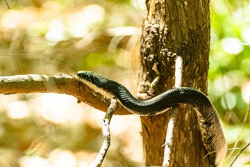 Black Snake