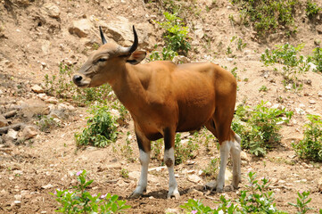 Banteng Cow