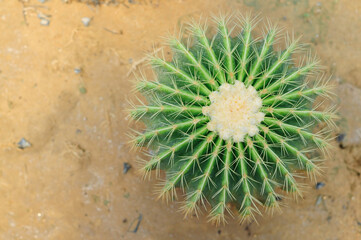  Cactus (Echinocactus Grusonii)