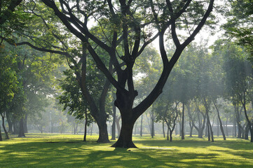 Obraz premium Morning Sunlight