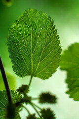 Macro, close up shot of green leaf with soft background