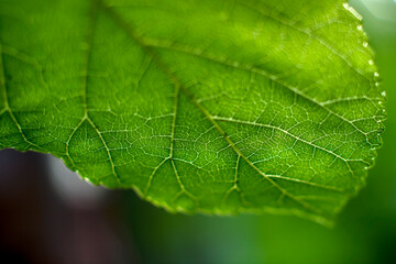 Macro, close up shot of green leaf with soft background