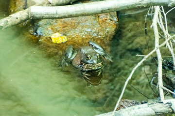Frog in water
