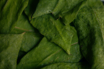 Texture leaf