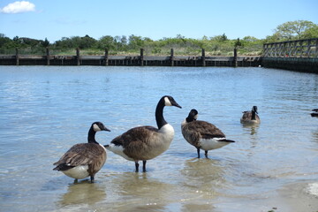 canadian geese on the water