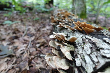 Growing mushrooms in the forest