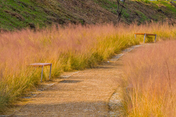 Wooden park benches in tall winter grass