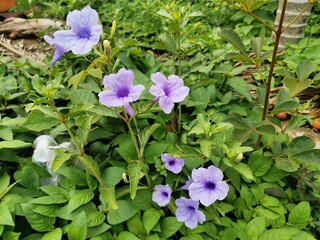 purple flowers in the garden