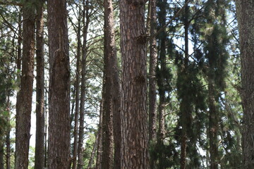 Fototapeta premium Na fazenda