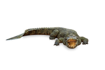 Asian freshwater crocodile isolated on a white background