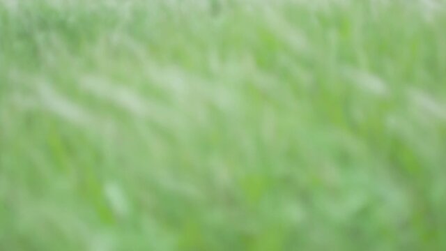 Defocus blurry grass flower moving with wind, for background and textured