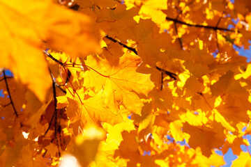 autumn yellow foliage