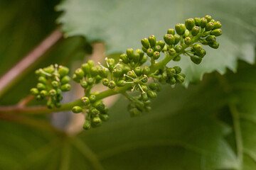 close up of young green grape leaves, grape blossom, grapevine bud in natural sunlight 