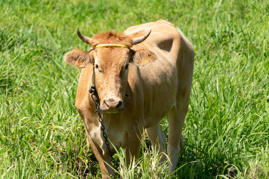 A portrait picture of a light brown cow in the fields of Le Moule, Grande-Terre, Guadeloupe. The cow is curiously looking at the photographer taking its picture.