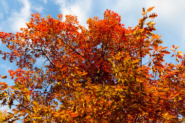 autumn season