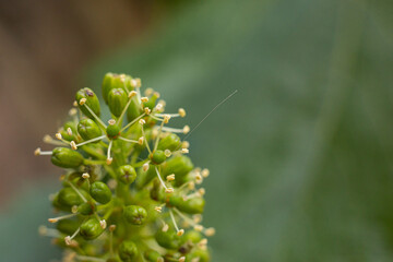 close up of young green grape leaves, grape blossom, grapevine bud in natural sunlight 