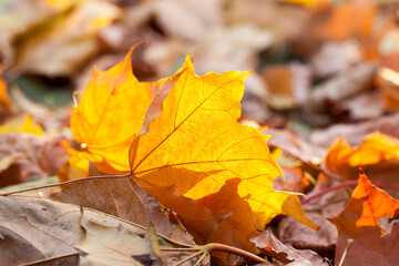 autumn sun shines